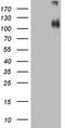 Cadherin 4 antibody, LS-C339332, Lifespan Biosciences, Western Blot image 