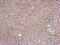 Diphosphoinositol Pentakisphosphate Kinase 2 antibody, PA5-29340, Invitrogen Antibodies, Immunohistochemistry paraffin image 