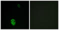 Olfactory Receptor Family 4 Subfamily K Member 17 antibody, abx015433, Abbexa, Western Blot image 