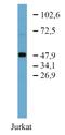 Trafficking From ER To Golgi Regulator antibody, GTX00523, GeneTex, Western Blot image 