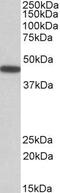 PBX Homeobox 1 antibody, GTX88088, GeneTex, Western Blot image 