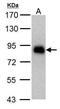HNF1 Homeobox A antibody, MA5-17267, Invitrogen Antibodies, Western Blot image 