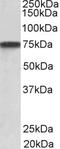 Proepithelin antibody, STJ72733, St John