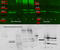 Aldolase, Fructose-Bisphosphate A antibody, A05022, Boster Biological Technology, Western Blot image 