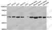 Kruppel Like Factor 4 antibody, A6640, ABclonal Technology, Western Blot image 