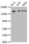 Par-3 Family Cell Polarity Regulator antibody, CSB-PA819481LA01HU, Cusabio, Western Blot image 