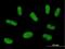 PML-RARA Regulated Adaptor Molecule 1 antibody, H00084106-B01P, Novus Biologicals, Immunocytochemistry image 