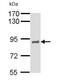 HNF1 Homeobox A antibody, ab96777, Abcam, Western Blot image 