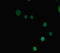 Protein Arginine Methyltransferase 3 antibody, LS-C682236, Lifespan Biosciences, Immunofluorescence image 