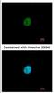 Zinc finger protein SNAI3 antibody, NBP2-20433, Novus Biologicals, Immunocytochemistry image 