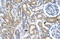 Transcription Factor Dp-2 antibody, ARP33438_T100, Aviva Systems Biology, Immunohistochemistry frozen image 