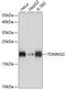 1C9-2 antibody, GTX66265, GeneTex, Western Blot image 