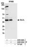 Glutamate-Ammonia Ligase antibody, A305-322A, Bethyl Labs, Immunoprecipitation image 