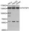 HIV-1 Tat Specific Factor 1 antibody, abx004588, Abbexa, Western Blot image 