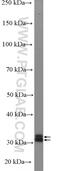 WD Repeat Domain 83 antibody, 27244-1-AP, Proteintech Group, Western Blot image 