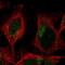 Transmembrane Protein 104 antibody, NBP1-92515, Novus Biologicals, Immunofluorescence image 