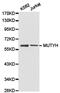 MutY DNA Glycosylase antibody, PA5-76050, Invitrogen Antibodies, Western Blot image 