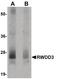 RWD Domain Containing 3 antibody, PA5-20821, Invitrogen Antibodies, Western Blot image 