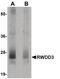 RWD Domain Containing 3 antibody, PA5-20821, Invitrogen Antibodies, Western Blot image 