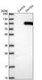 SET And MYND Domain Containing 4 antibody, NBP1-81356, Novus Biologicals, Western Blot image 