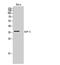 E2F Transcription Factor 5 antibody, A05265, Boster Biological Technology, Western Blot image 