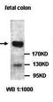 MAPK Associated Protein 1 antibody, orb77601, Biorbyt, Western Blot image 