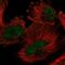 Ariadne RBR E3 Ubiquitin Protein Ligase 2 antibody, NBP2-57762, Novus Biologicals, Immunofluorescence image 