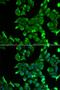 Stomatin antibody, LS-C335659, Lifespan Biosciences, Immunofluorescence image 