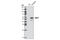 Bone Morphogenetic Protein 4 antibody, 4680S, Cell Signaling Technology, Western Blot image 