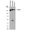 Contactin Associated Protein Like 2 antibody, AF5145, R&D Systems, Western Blot image 