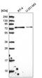 Integrator Complex Subunit 9 antibody, HPA051615, Atlas Antibodies, Western Blot image 