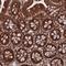 WD Repeat Domain 54 antibody, NBP1-82275, Novus Biologicals, Immunohistochemistry frozen image 