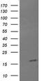 Cancer/Testis Antigen 1B antibody, LS-C338021, Lifespan Biosciences, Western Blot image 