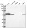 Tryptophanyl-TRNA Synthetase antibody, PA5-64902, Invitrogen Antibodies, Western Blot image 