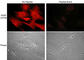 Vasodilator Stimulated Phosphoprotein antibody, VP2781, ECM Biosciences, Immunocytochemistry image 