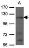 GRIP1-associated protein 1 antibody, NBP1-31077, Novus Biologicals, Western Blot image 