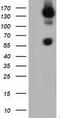 BTN antibody, TA501536S, Origene, Western Blot image 