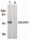 C-X3-C Motif Chemokine Receptor 1 antibody, PA5-19910, Invitrogen Antibodies, Western Blot image 