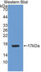 Agmatinase antibody, LS-C374936, Lifespan Biosciences, Western Blot image 