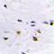 Zinc Finger Protein 7 antibody, orb382460, Biorbyt, Immunohistochemistry paraffin image 
