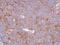 Calpain 1 antibody, GTX102350, GeneTex, Immunohistochemistry paraffin image 