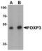 FOXP3 antibody, A00011, Boster Biological Technology, Western Blot image 