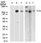 Toll Like Receptor 3 antibody, TA337075, Origene, Western Blot image 