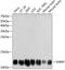 Small nuclear ribonucleoprotein F antibody, A04693, Boster Biological Technology, Western Blot image 