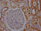 Aconitase 2 antibody, CSB-RA218127A0HU, Cusabio, Immunohistochemistry frozen image 