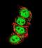SET And MYND Domain Containing 2 antibody, orb247461, Biorbyt, Immunofluorescence image 
