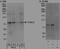 CDC42 Binding Protein Kinase Alpha antibody, NBP1-46823, Novus Biologicals, Immunoprecipitation image 