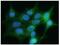 Glypican 4 antibody, GTX16498, GeneTex, Immunofluorescence image 