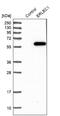 Endoplasmic Reticulum Lectin 1 antibody, NBP1-86803, Novus Biologicals, Western Blot image 