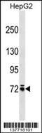 Monooxygenase DBH Like 1 antibody, 59-467, ProSci, Western Blot image 
